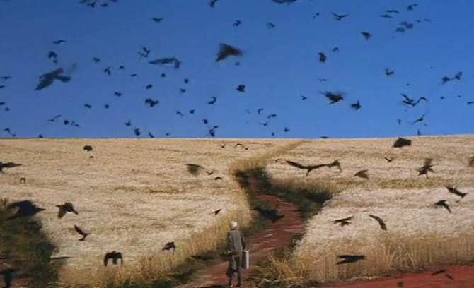 Champ de blé avec des corbeaux